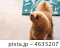 トイプードル