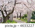 天神中央公園の桜
