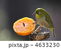 メジロ