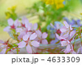 春の花