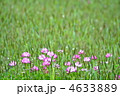 紫雲英と雀の鉄砲  