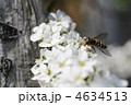 ユキヤナギとハナアブ
