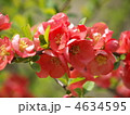 ボケの花