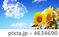 向日葵