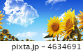 向日葵