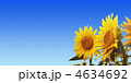向日葵