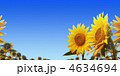 向日葵