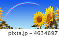 向日葵