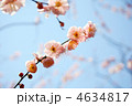 梅の花