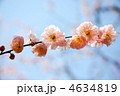 梅花
