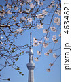 桜と東京スカイツリー