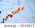 梅の花