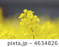 菜の花