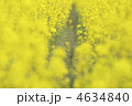 菜の花