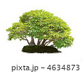昭和記念公園盆栽苑のひめしゃら―樹高：１００ｃｍ
