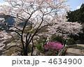 八王子　陣馬街道　桜