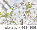 大島桜