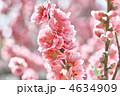 ハナモモ