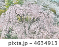 紅枝垂れ