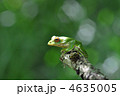 森に棲む蛙