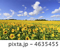 北海道のヒマワリ畑