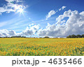 北海道のヒマワリ畑