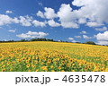 北海道のヒマワリ畑