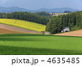 丘の彩り