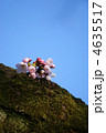 古木に一房の桜・縦位置