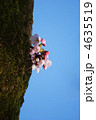 古木に一房の桜・縦位置