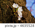 古木に咲く桜・横位置