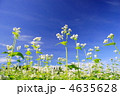 ソバ畑