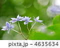 ヤマアジサイ