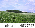 北海道のジャガイモ畑
