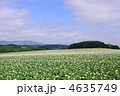 北海道のジャガイモ畑