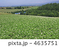 北海道のジャガイモ畑