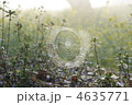 朝もやのくもの巣