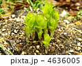 桔梗の新芽