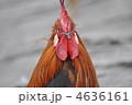 ニワトリ