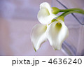 白いカラーの花