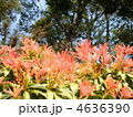 馬酔木の新芽