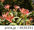 馬酔木の新芽