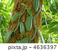 バニラの葉