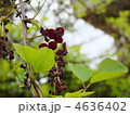 あけびの花