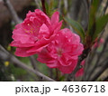 桃の花