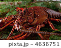 伊勢海老