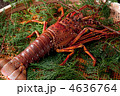 伊勢海老