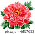 peony12422pix