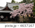 京都　光明寺の春