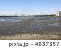 谷津干潟